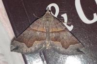 Scotopteryx moeniata
