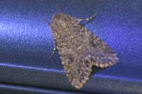 Anarta trifolii