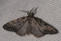 Tephronia sepiaria