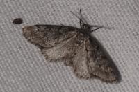 Tephronia sepiaria