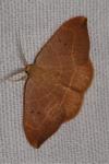 Watsonalla binaria