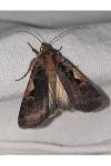 Xestia c-nigrum