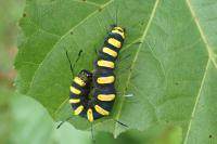 Acronicta alni