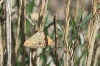 Pyrausta despicata