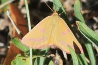 Lythria purpuraria