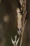 Agriphila straminella