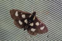 Anania funebris