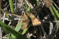 Heliothis viriplaca