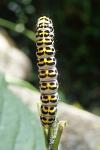 Cucullia scrophulariae