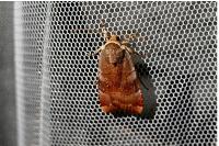 Noctua janthe/janthina