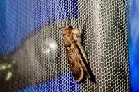 Agrotis segetum