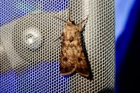 Agrotis segetum