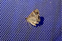 Epirrhoe alternata