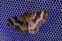 Epirrhoe alternata