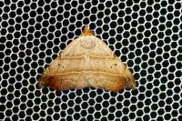 Laspeyria flexula