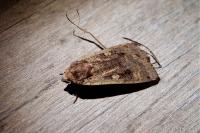 Noctua pronuba