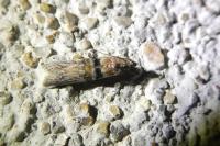Nephopterix angustella