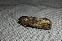 Spodoptera exigua