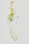 Spodoptera exigua