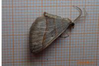 Scotopteryx luridata