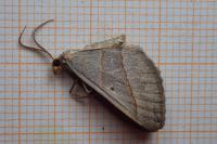 Scotopteryx luridata
