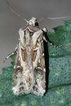 Agrotis vestigialis