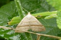 Scotopteryx luridata/mucronata