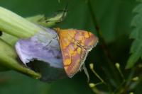 Pyrausta aurata