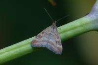 Pyrausta despicata