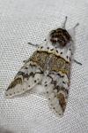 Furcula furcula