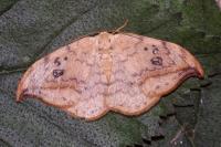 Drepana falcataria