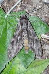 Agrius convolvuli