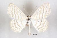 Scopula caricaria
