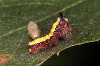 Acronicta psi