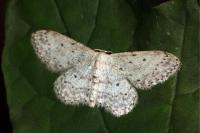 Idaea seriata