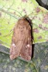 Amphipoea fucosa