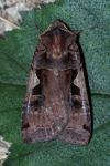 Xestia c-nigrum