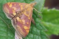 Pyrausta purpuralis