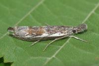 Platytes alpinella