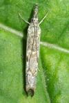 Platytes alpinella