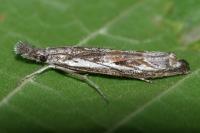 Platytes alpinella