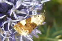 Acontia lucida
