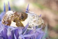 Acontia lucida