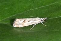 Catoptria falsella