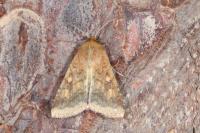 Helicoverpa armigera