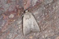 Hoplodrina ambigua
