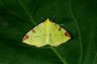 Opisthograptis luteolata