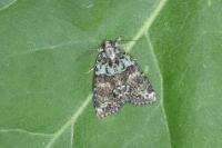 Cryphia algae