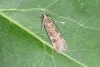 Nomophila noctuella