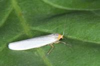 Eilema caniola